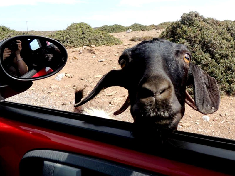 Ziege in Griechenland