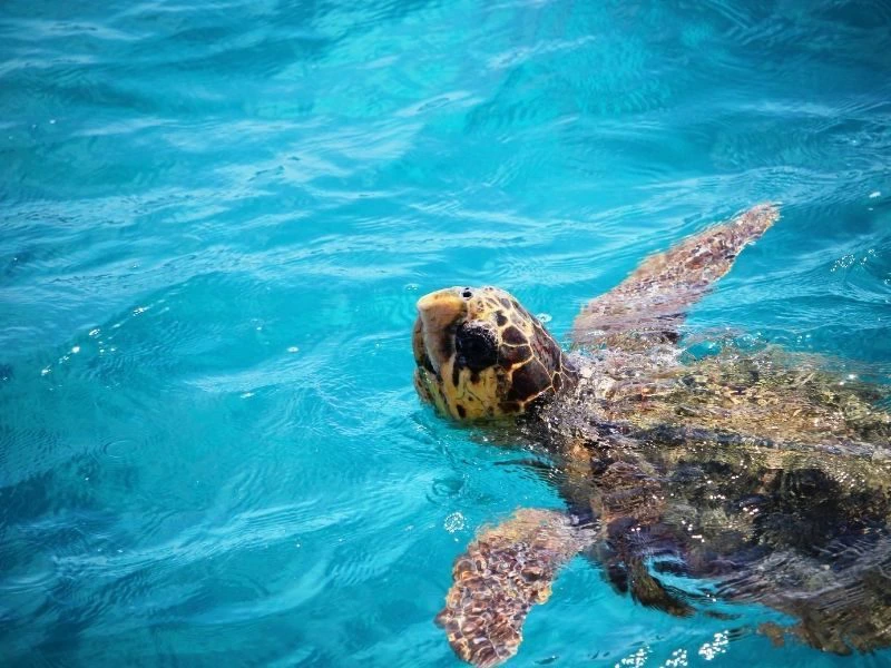 Zakynthos Schildkröte