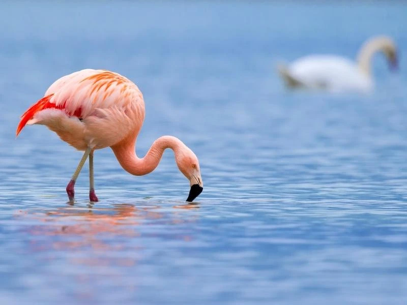 Sinis Halbinsel: Flamingos