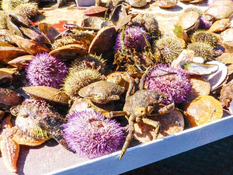 Snaefellsnes Tour mit Kindern: Bootstour