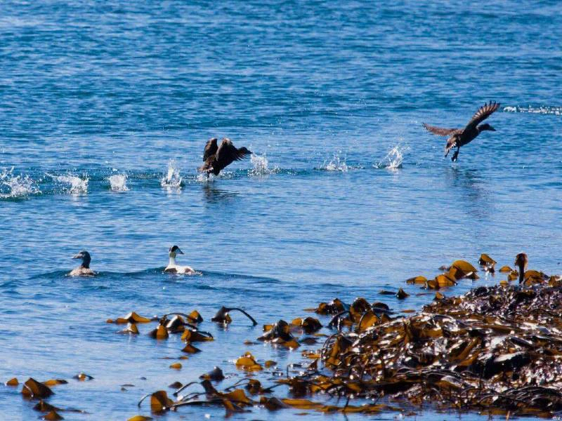 Snaefellsnes Tour mit Kindern: Bootstour