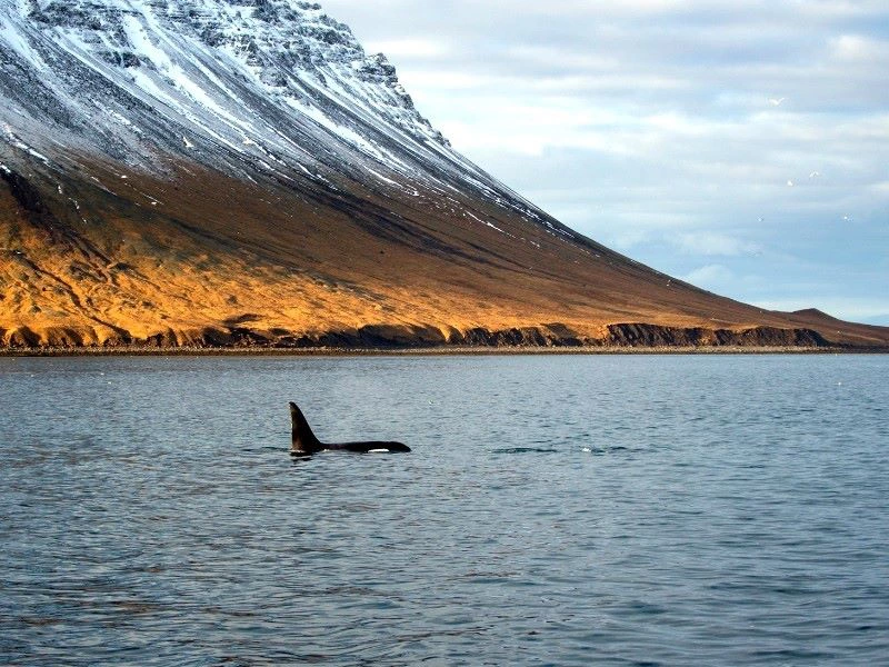 Orcas an den Snaefellsnes in Island