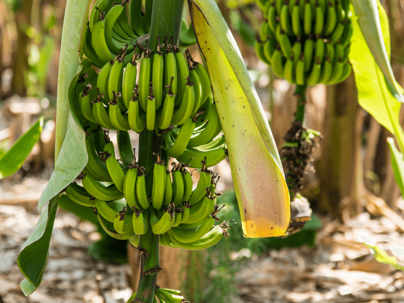 Reisen zur Bananenfarm auf Madeira