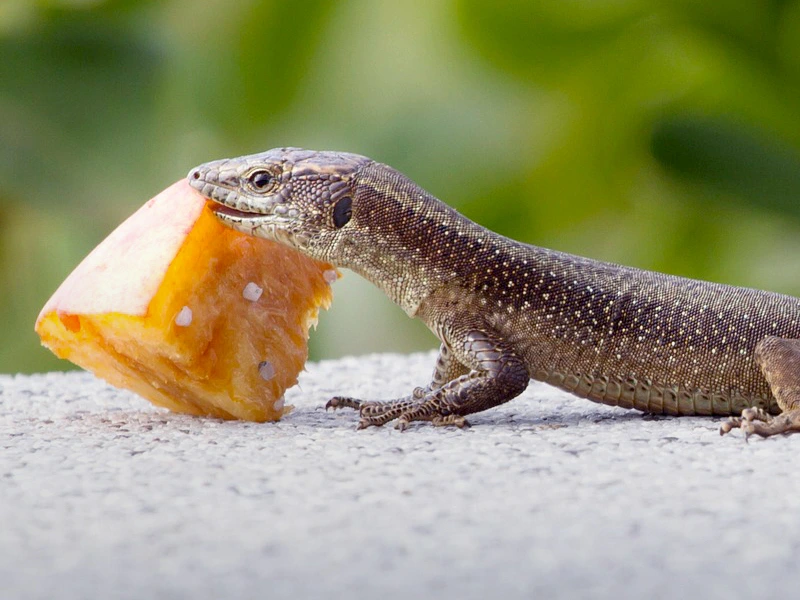 Madeira mit Kindern entdecken