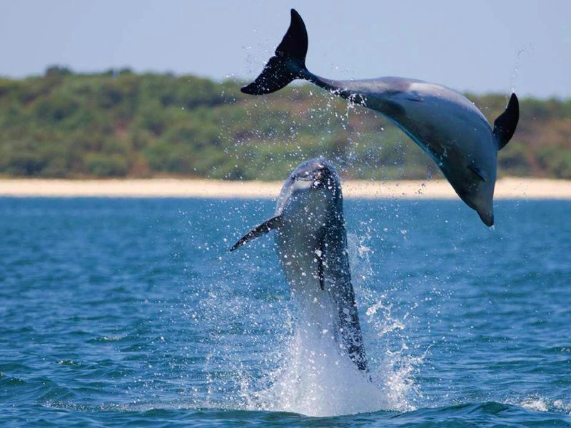 Delflintour in Setubal