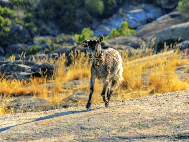 Ziege in der Serra da Estrela