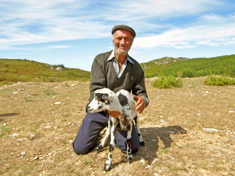 Schäfer und Ziege in der Serra da Estrela
