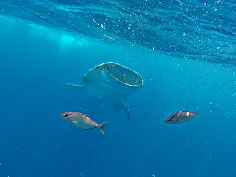 Walhaie bei Holbox in Mexiko