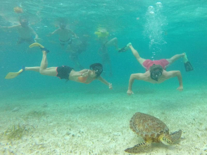Schnorcheln mit Schildkroeten in Mexiko