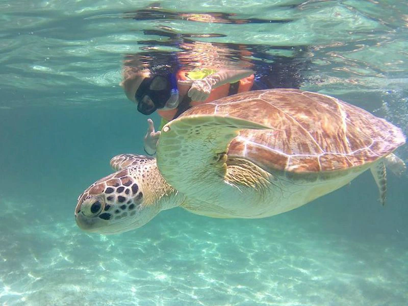 Schnorcheln mit Schildkroeten in Mexiko