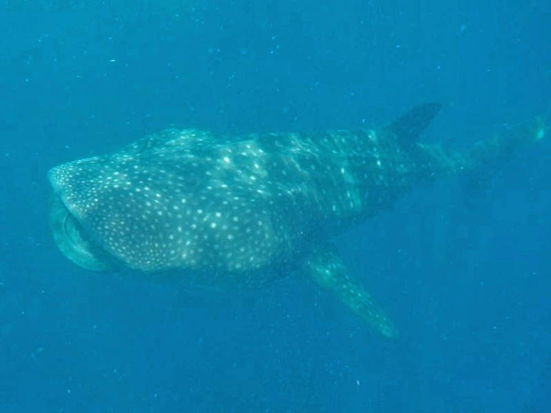 Schwimmen mit Walhaien in Mexiko