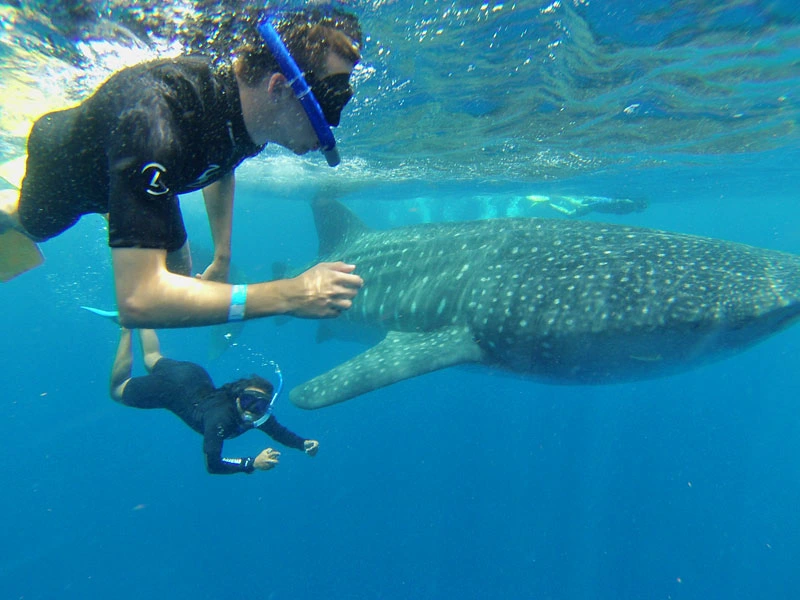 Schwimmen mit Walhaien in Mexiko