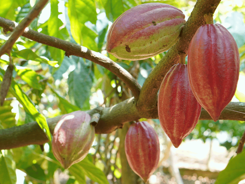 Kakaofrucht am Baum