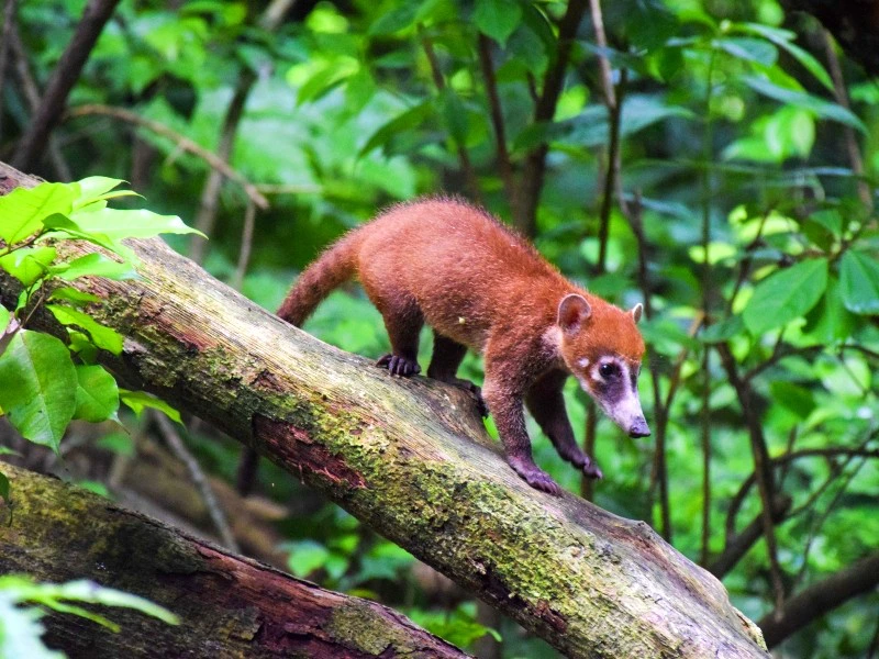 Nasenbär läuft über einen Ast im Regenwald.