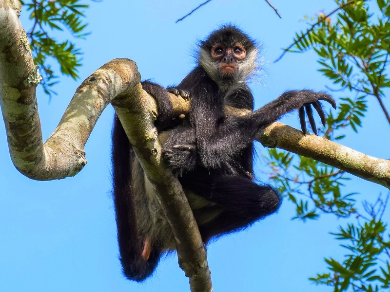 Affe sitzt auf einem Ast in Guatemala