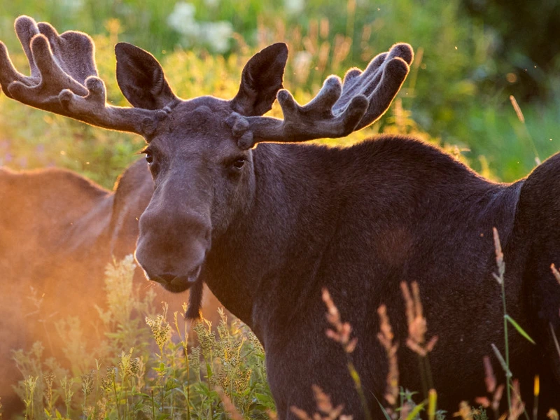 Elch im hohen Gras bei Sonnenuntergang in Norwegen