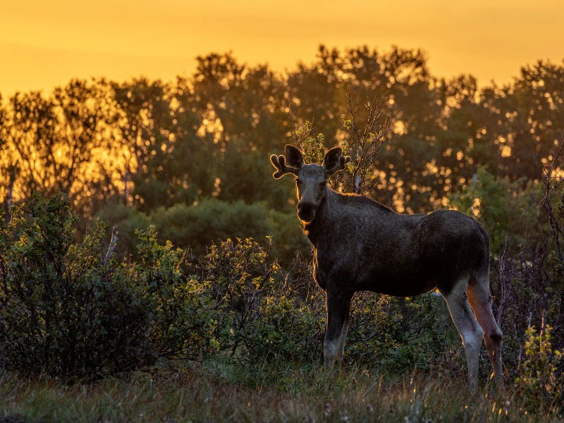 Norwegen Elch - Tiere © Ismaele Tortell