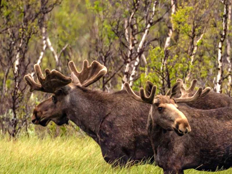 Norwegen Dovrefjell Elch Tiere