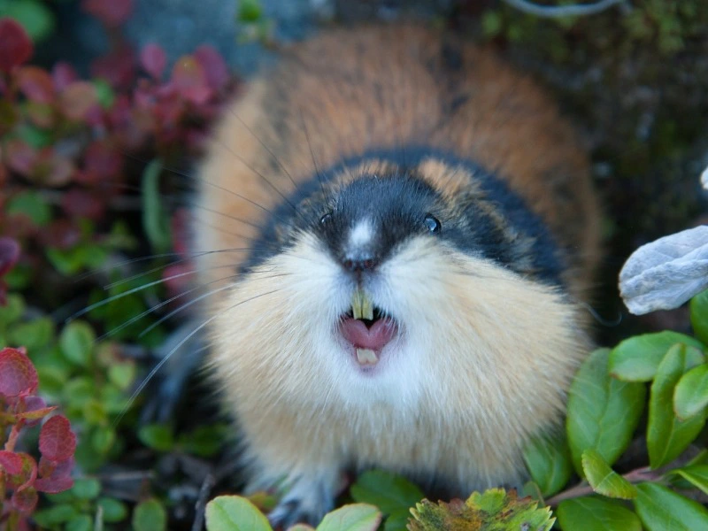 Norwegen Reiseziele - Tierbeobachtung