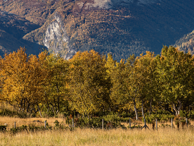 Norwegen Urlaub - Rondane