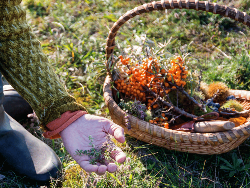 Norwegen Urlaub - Foraging und Küche
