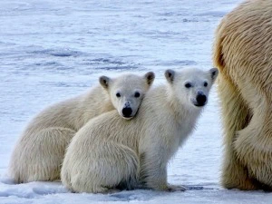 Eisbärenfamilie auf Spitzbergen, Norwegen