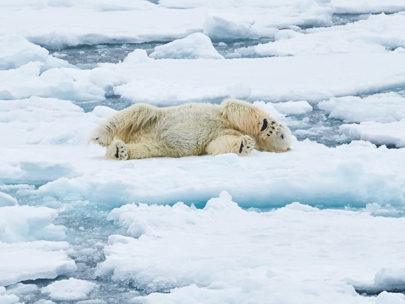 Eisbär auf Spitzbergen, Norwegen
