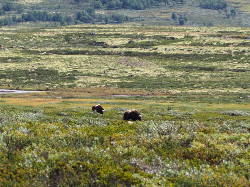 Moschusochsen im Dovrefjell Nationalpark, Norwegen