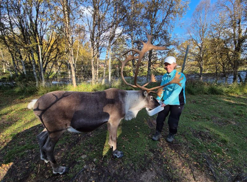 Fütterung auf der Rentierfarm bei Idre in Schweden