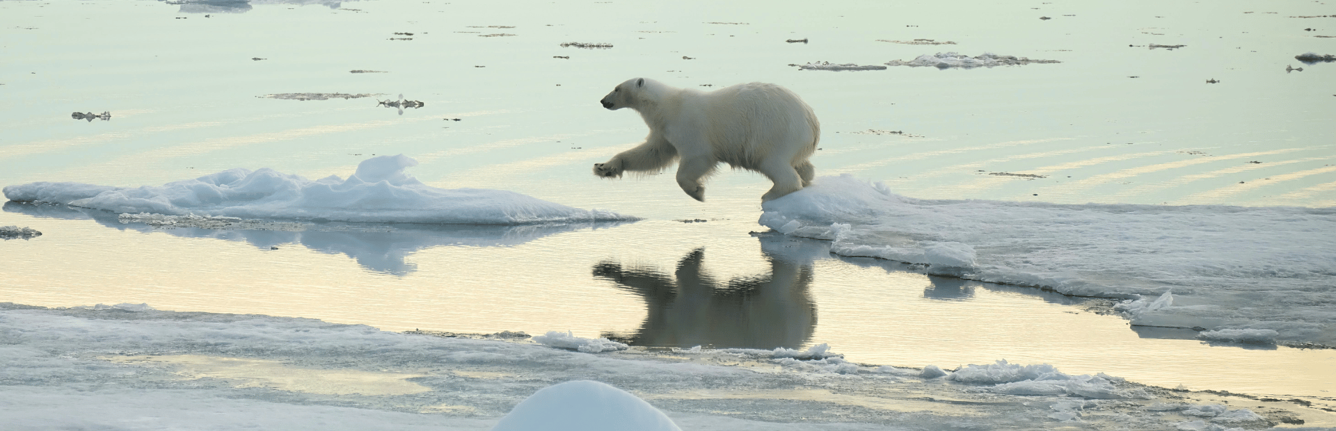Eisbär im Packeis bei Spitzbergen, Norwegen