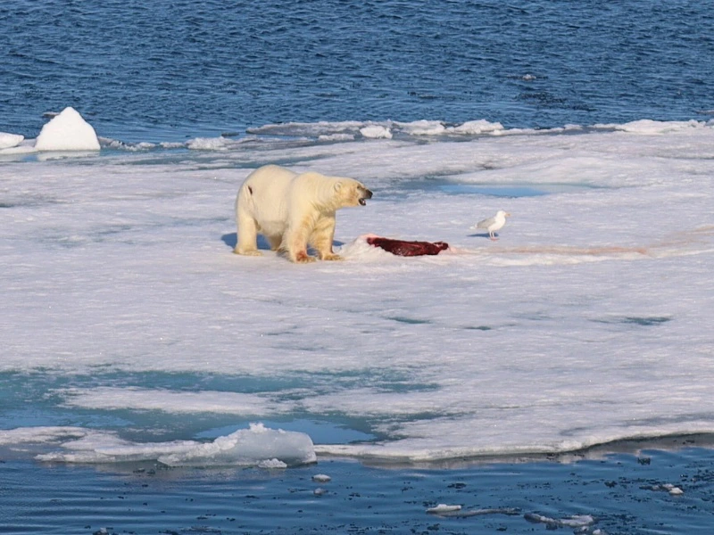 Eisbär frisst Robbe im Packeis bei Spitzbergen, Norwegen