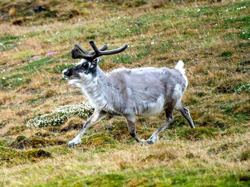 Rentier auf Spitzbergen, Norwegen