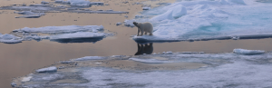 Eisbär im Packeis bei Spitzbergen, Norwegen