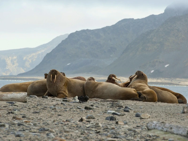 Walrosse am Strand auf Spitzbergen, Norwegen