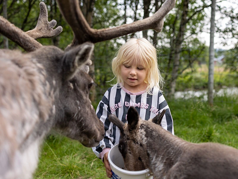 Schweden Idre Rentiere Kind