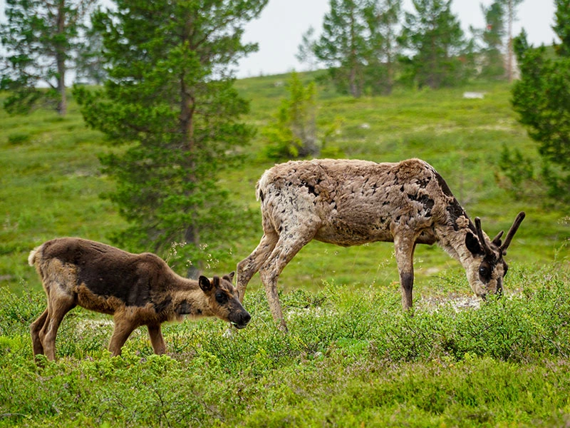 Schweden Idre Rentiere