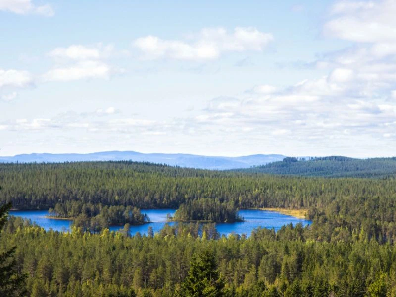Blick auf Wald und See