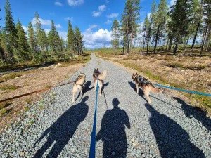Huskys an der Leine