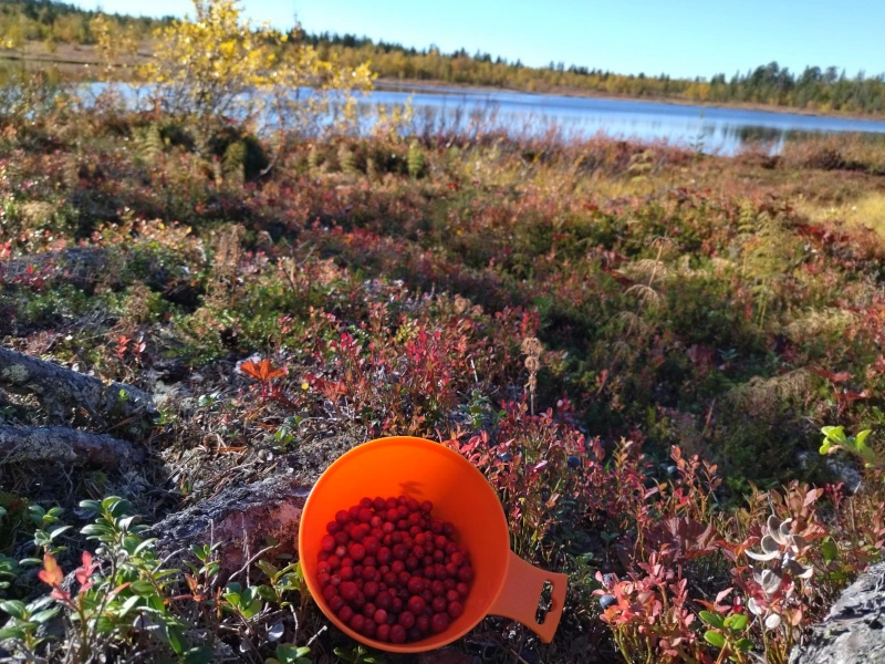 Beeren sammeln in Schweden