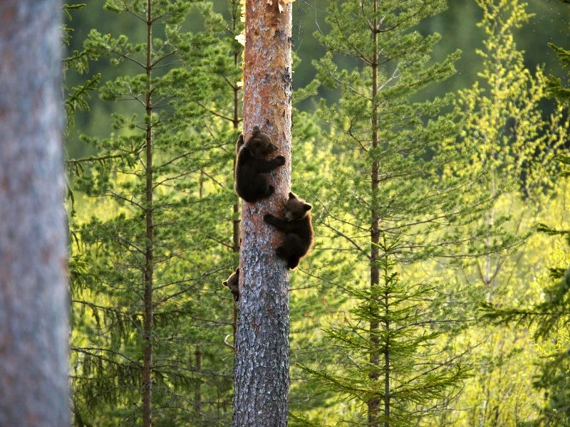 Bären klettern auf einem Baumstamm im Wald
