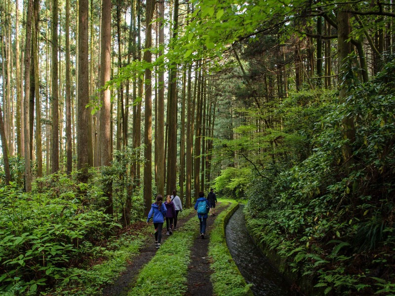 Wanderung durch alten Wald nahe des Mt. Fuji