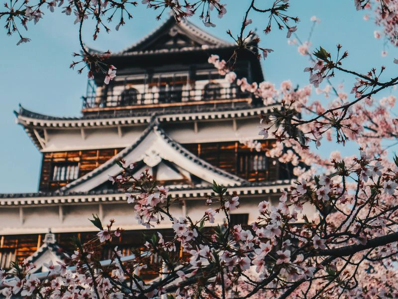 Kirschblüte in Japan