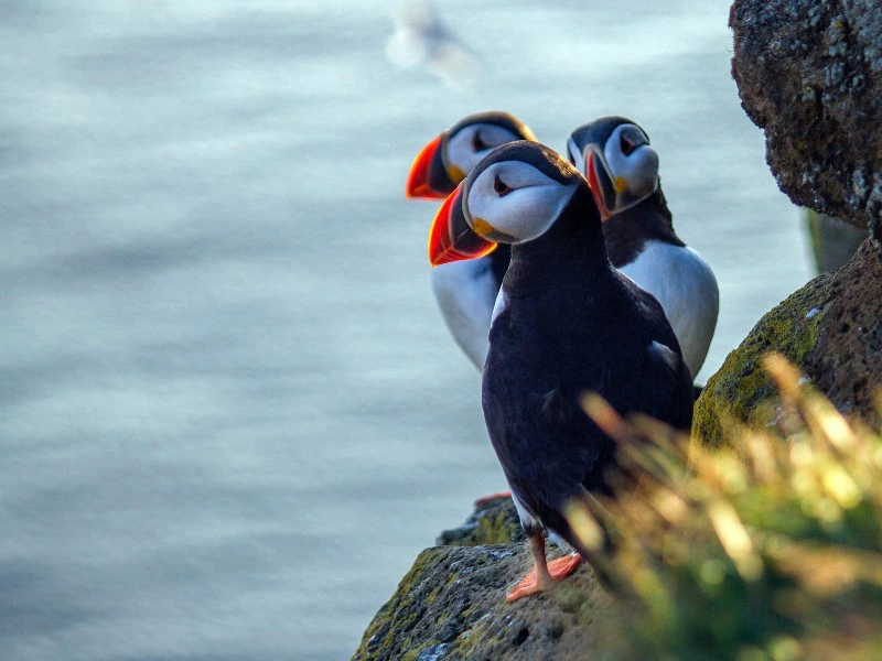 Norwegen - Papageientaucher auf der Insel Runde