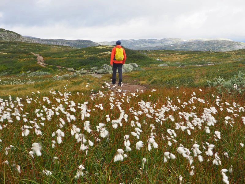 Wanderung in der Hardangervidda in Norwegen