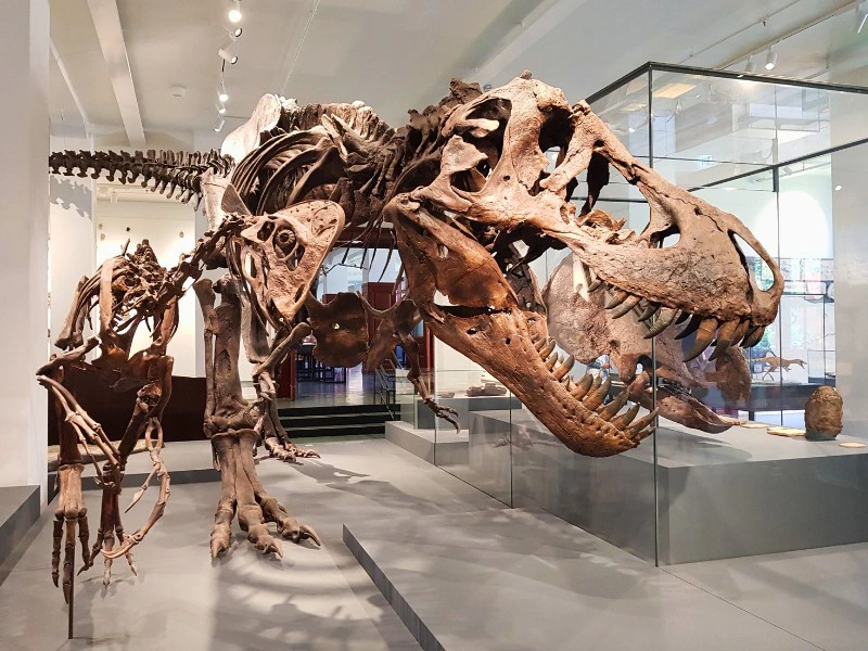 Skelett eines T-Rex im Naturkundemuseum in Oslo, Norwegen