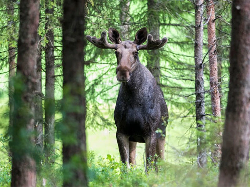 Elchsafari im Tiveden Nationalpark