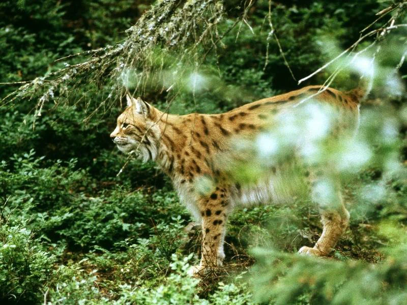 Luchs in Schweden