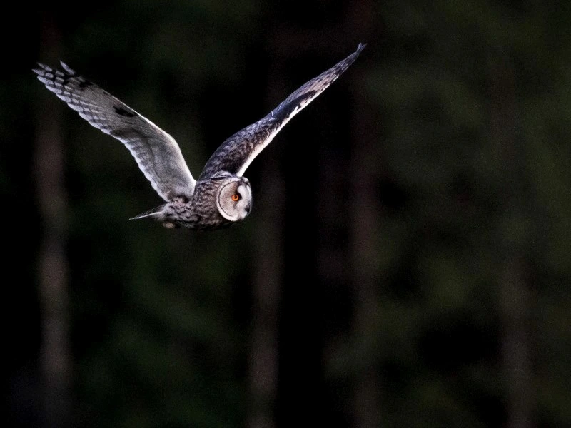 Eule im Nachtflug bei Nacht im Sonfjället-Nationalpark