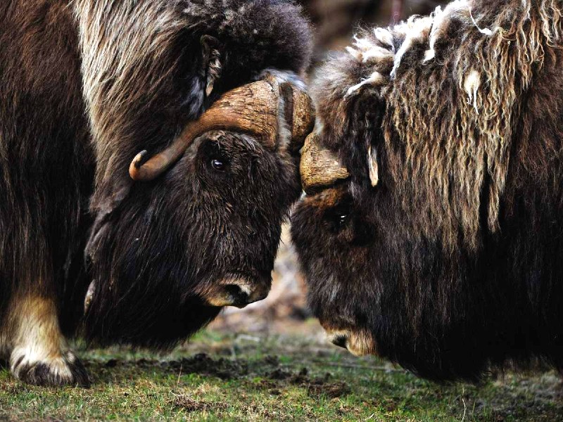 Moschusochsen im Dovrefjell NP
