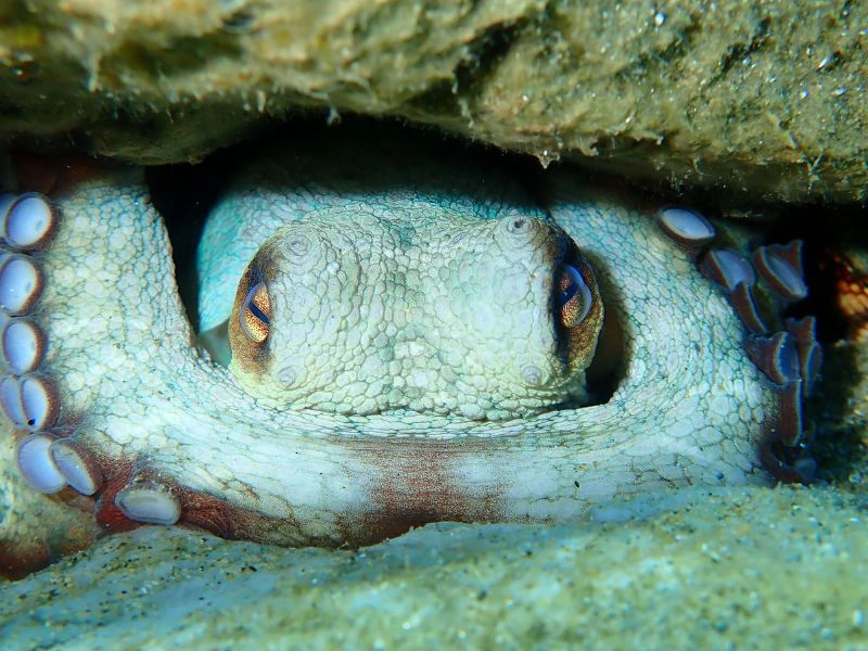 Oktopus bei Porto Santo